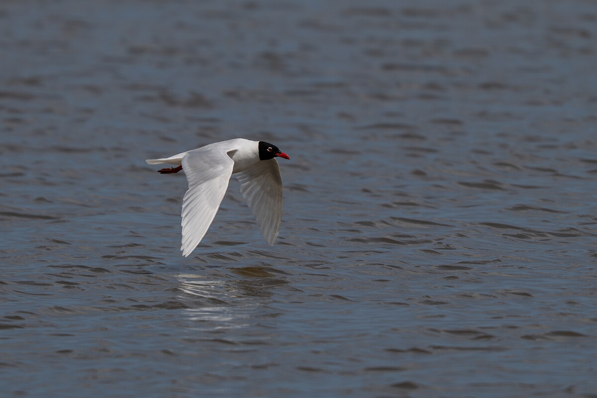David Plant Photography - Wildlife Photography - Mediterranean gull - S.jpg - Mediterranean gull in flight - Norfolk
