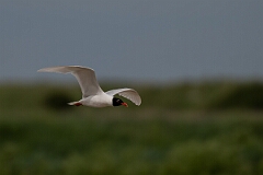 David Plant Photography - Wildlife Photography - Mediterranean gull - K