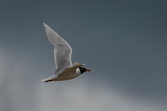 David Plant Photography - Wildlife Photography - Mediterranean gull - L