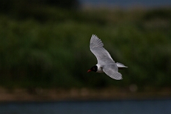 David Plant Photography - Wildlife Photography - Mediterranean gull - N