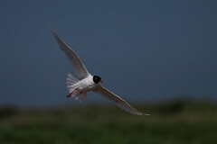 David Plant Photography - Wildlife Photography - Mediterranean gull - O