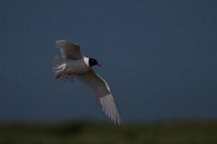 David Plant Photography - Wildlife Photography - Mediterranean gull - P
