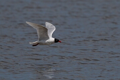 David Plant Photography - Wildlife Photography - Mediterranean gull - R