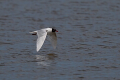 David Plant Photography - Wildlife Photography - Mediterranean gull - S