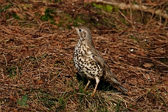 David Plant Photography - Wildlife Photographer - Mistle thrush - B