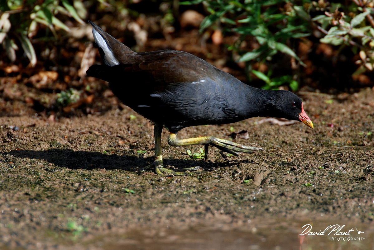David Plant Photography - Wildlife Photographer - Moorhen - B.JPG - Moorhen - Slimbridge