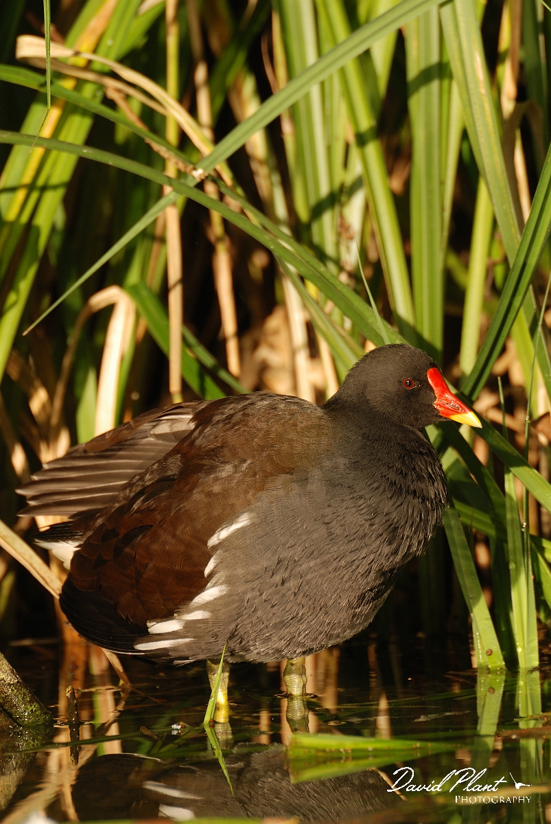 David Plant Photography - Wildlife Photographer - Moorhen - F.jpg - Moorhen in the sun - Cambridgeshire