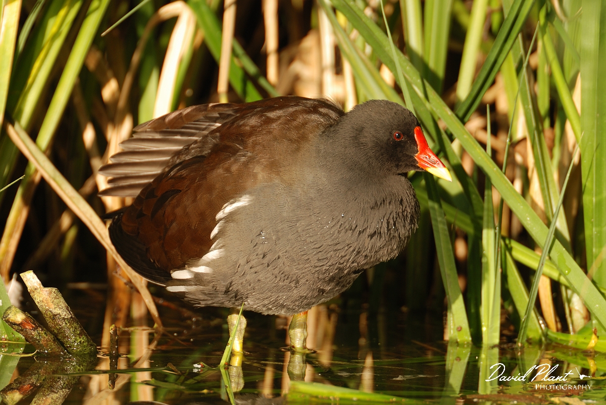 David Plant Photography - Wildlife Photographer - Moorhen - G.jpg - Moorhen in the sun - Cambridgeshire
