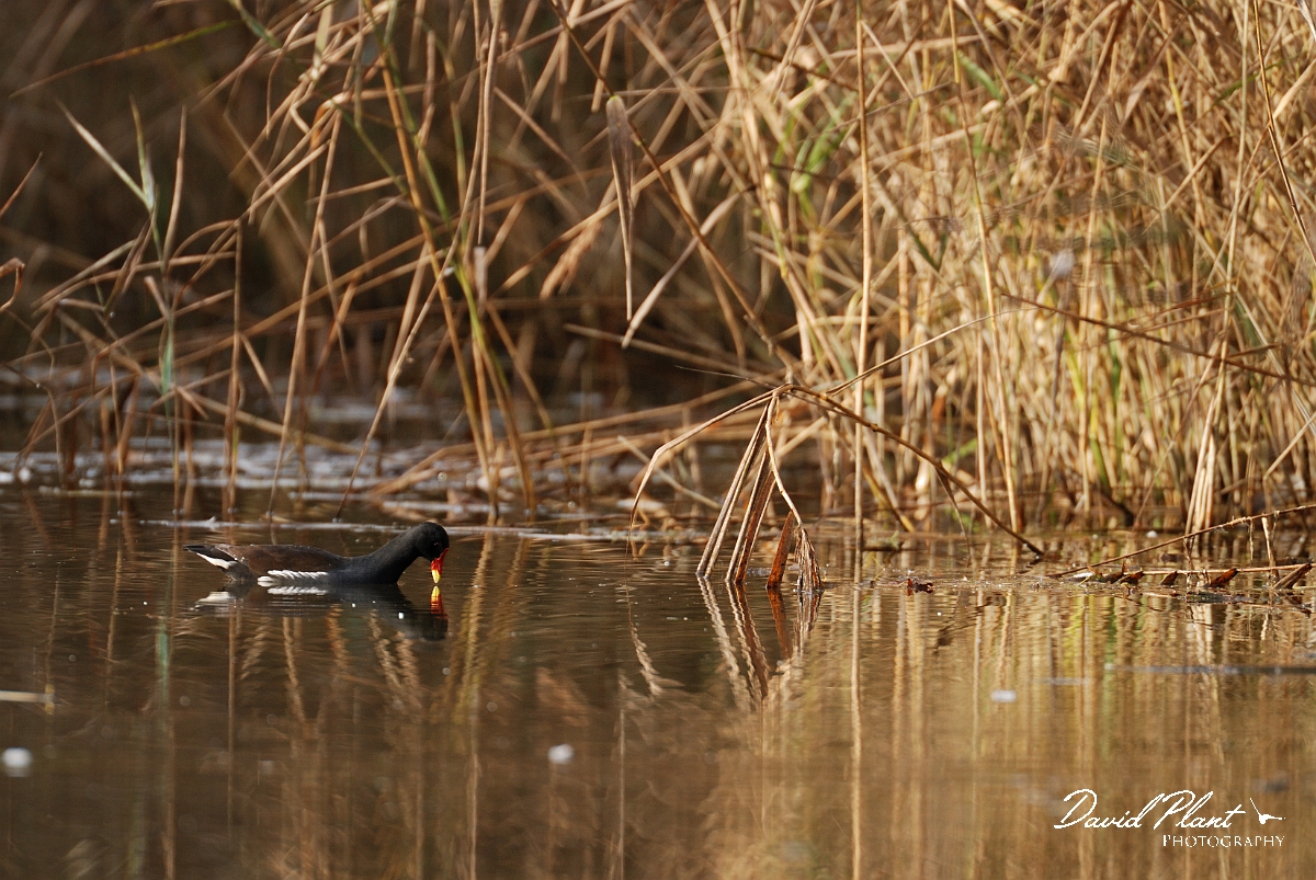 David Plant Photography - Wildlife Photographer - Moorhen - H.jpg - Moorhen reflection - Cambridgeshire