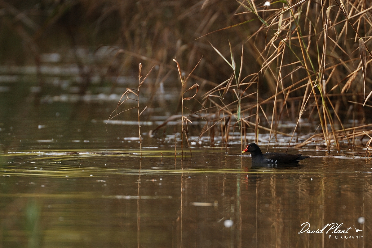 David Plant Photography - Wildlife Photographer - Moorhen - I.jpg - Moorhen - Cambridgeshire