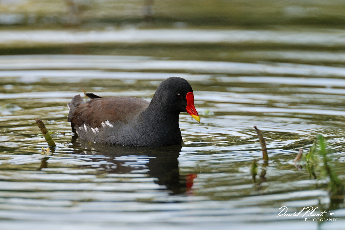 David Plant Photography - Wildlife Photographer - Moorhen - J.jpg - Moorhen feeding - Cambridgeshire