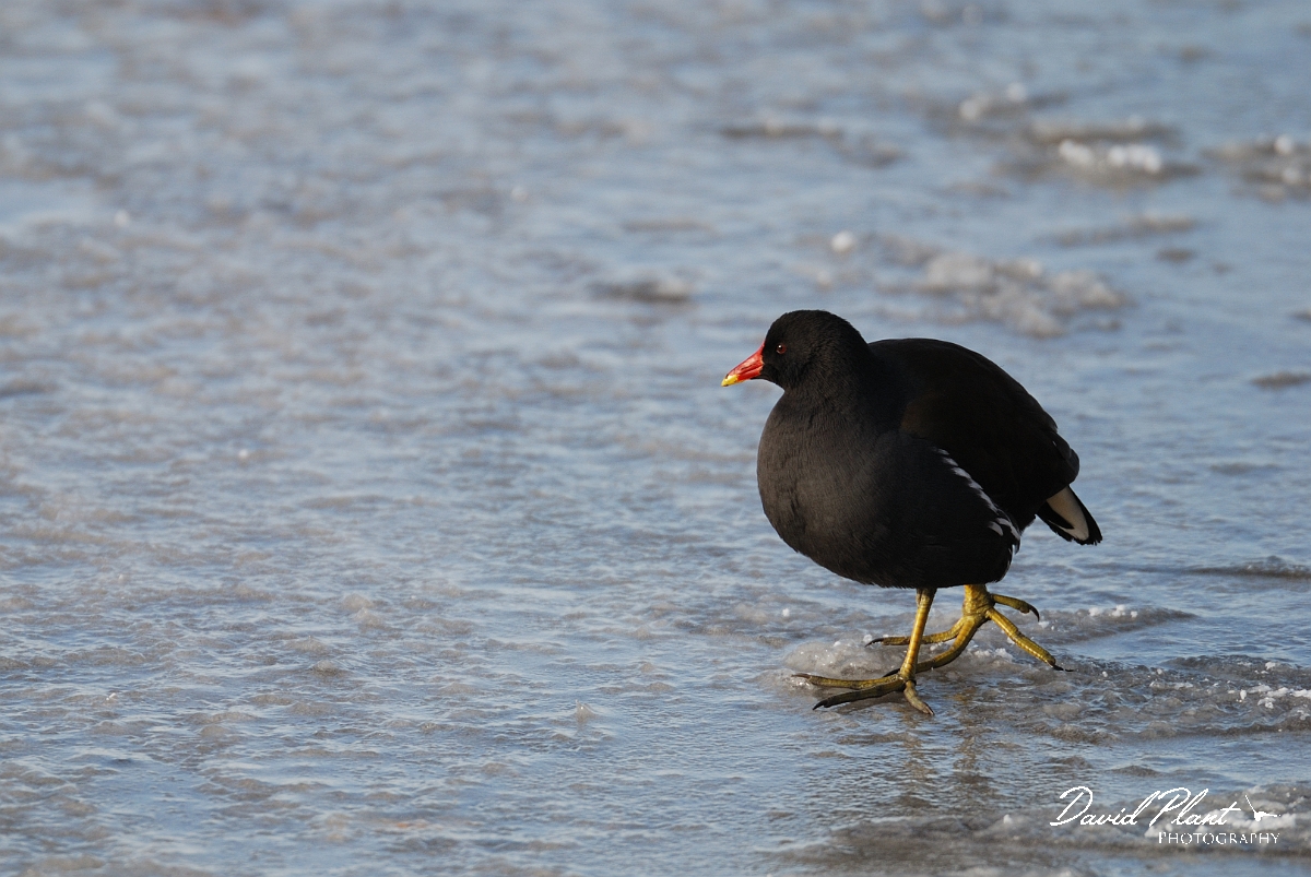 David Plant Photography - Wildlife Photographer - Moorhen on ice - K.jpg - Moorhen on ice - Welney