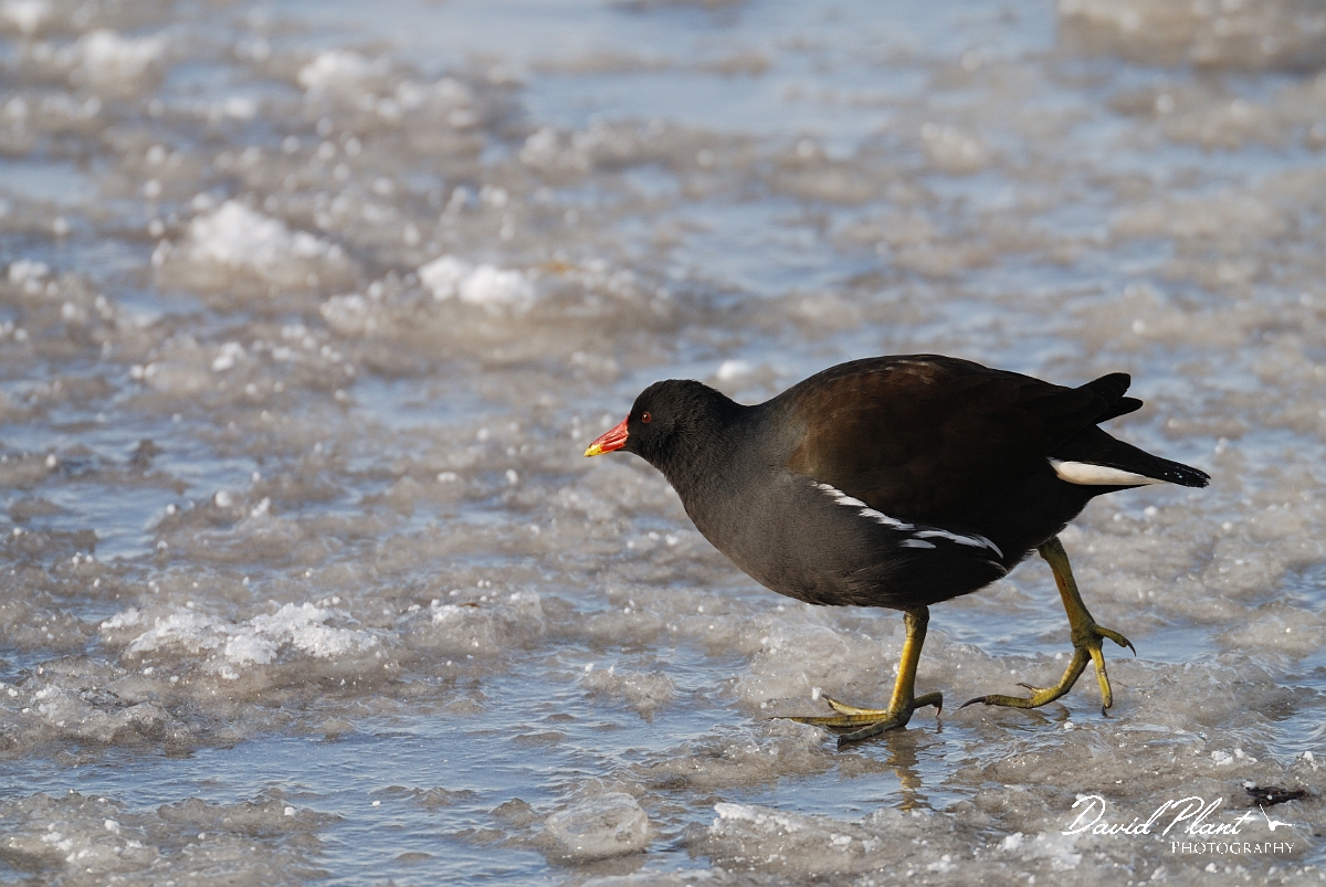 David Plant Photography - Wildlife Photographer - Moorhen on ice - M.jpg - Moorhen on ice - Welney