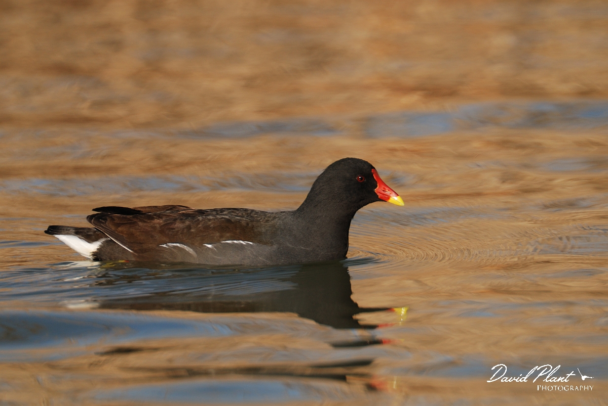 David Plant Photography - Wildlife Photography - Moorhen - N.jpg - Moorhen - Dorset