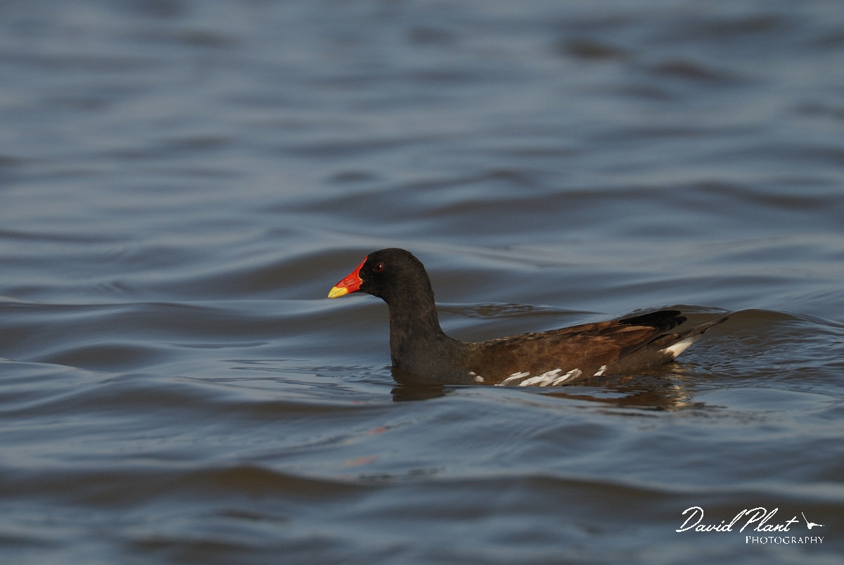 David Plant Photography - Wildlife Photography - Moorhen - O.jpg - Moorhen - Norfolk