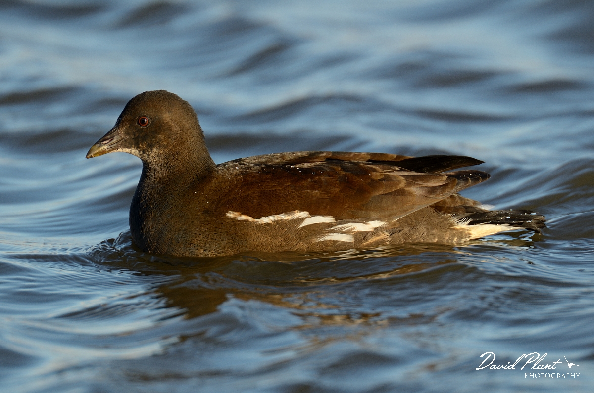 David Plant Photography - Wildlife Photography - Moorhen - P.jpg - Moorhen, juvenile - Norfolk
