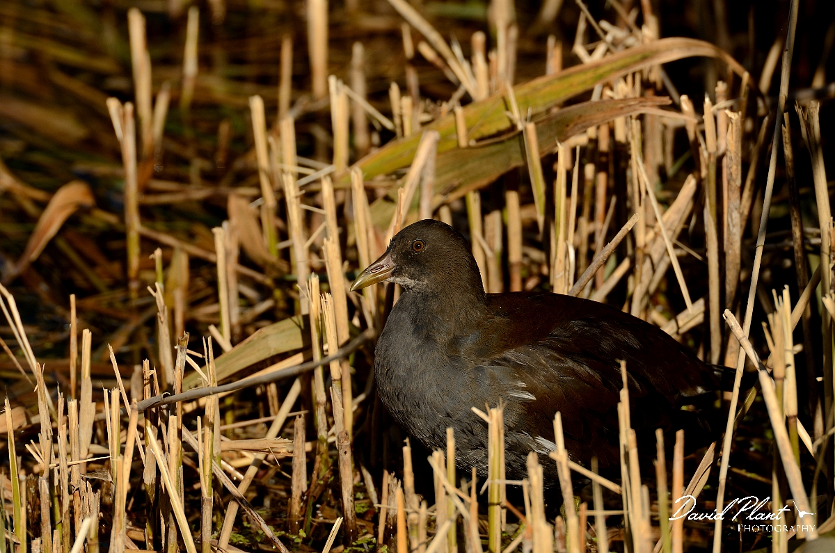 David Plant Photography - Wildlife Photography - Moorhen - Q.jpg - Moorhen, juvenile in cut reeds - Cambridgeshire
