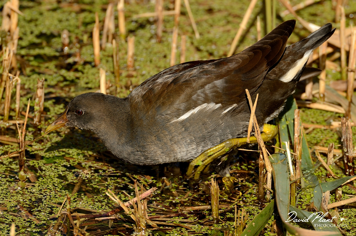 David Plant Photography - Wildlife Photography - Moorhen - R.jpg - Moorhen, juvenile - Cambridgeshire