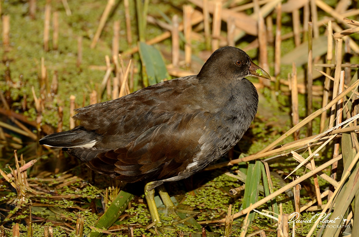 David Plant Photography - Wildlife Photography - Moorhen - S.jpg - Moorhen, juvenile - Cambridgeshire