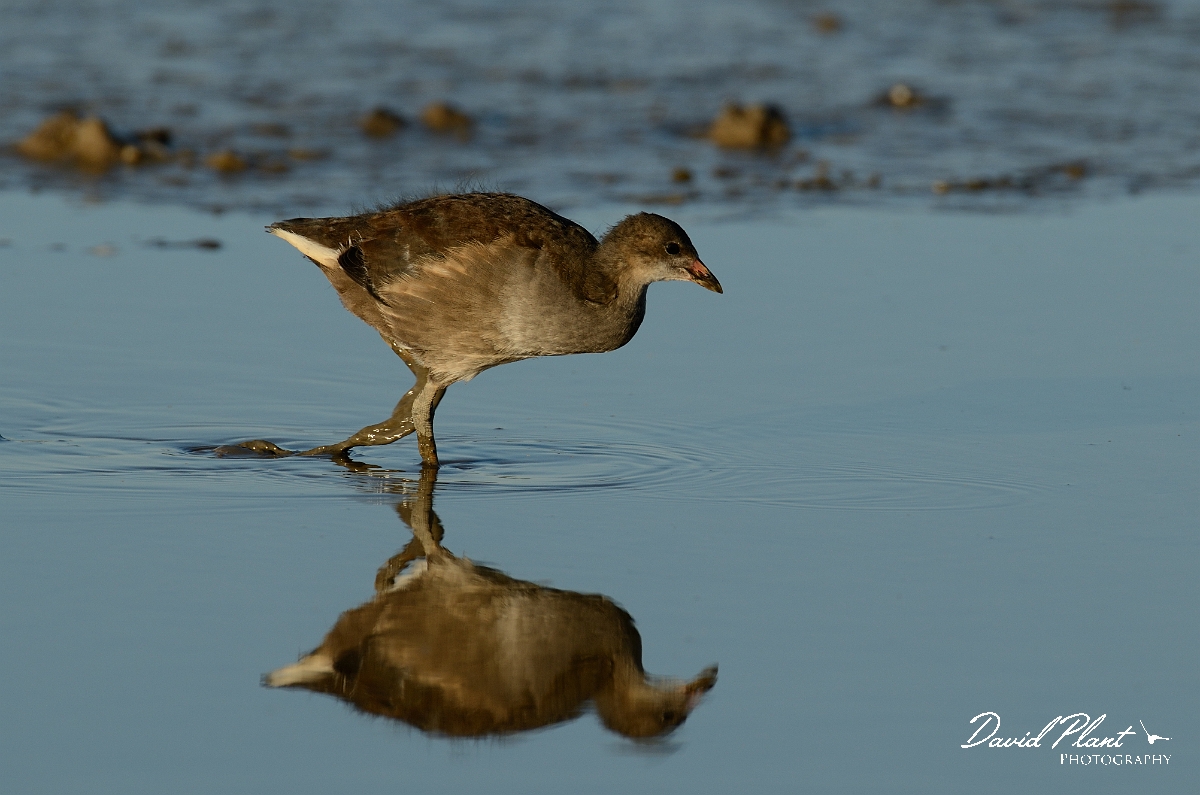 David Plant Photography - Wildlife Photography - Moorhen - T.jpg - Moorhen juvenile and reflection - Norfolk