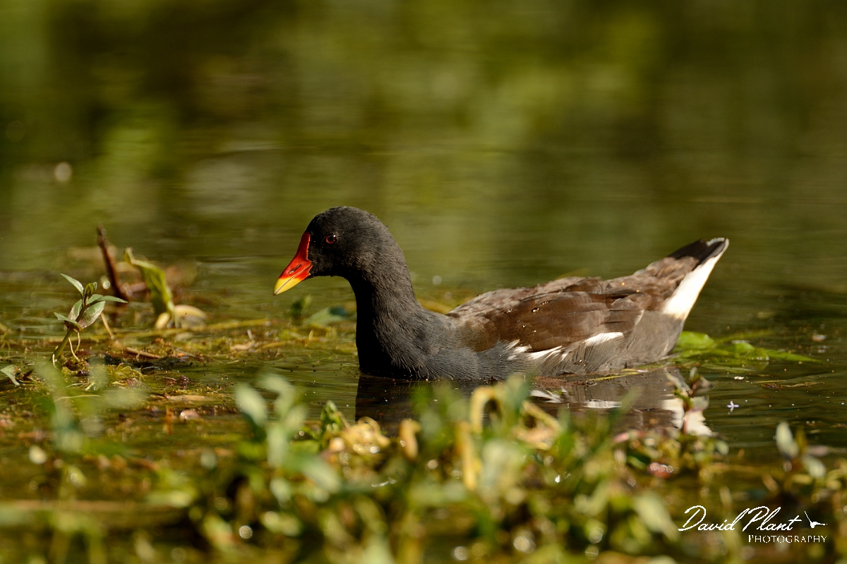 David Plant Photography - Wildlife Photography - Moorhen - U.jpg - Moorhen in sun - Cambridgeshire