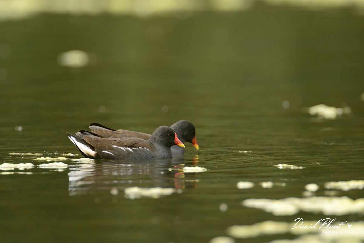 David Plant Photography - Wildlife Photography - Moorhen - V.jpg - Moorhen duo - Forest of Dean
