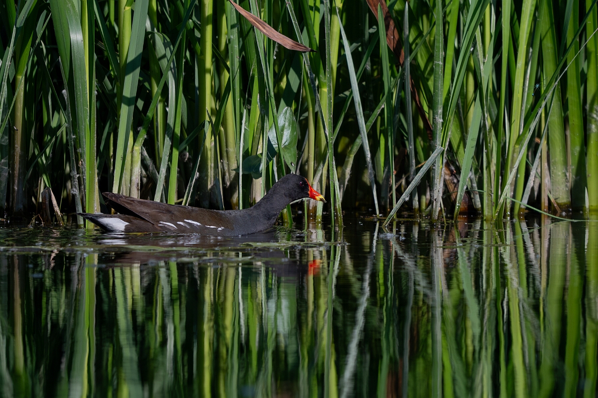 David Plant Photography - Wildlife Photography - Moorhen - W.jpg - Moorhen swimming - Cambridgeshire
