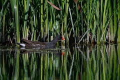 David Plant Photography - Wildlife Photography - Moorhen - W