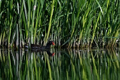 David Plant Photography - Wildlife Photography - Moorhen - X