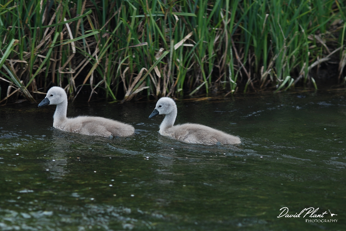 David Plant Photography - Wildlife Photographer - Mute swan cygnets - B.JPG - Mute swan cygnets - Gloucestershire
