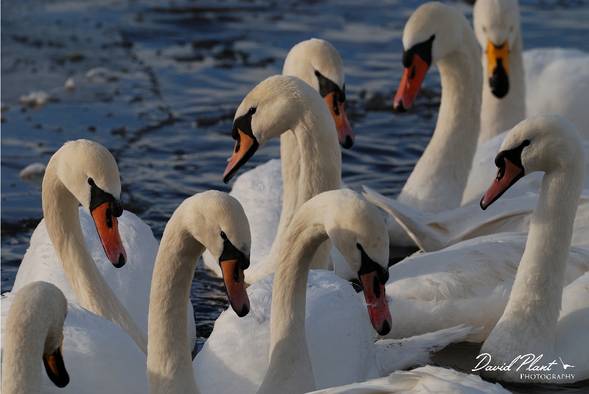 David Plant Photography - Wildlife Photographer - Mute swan gathering - L.jpg - Mute swan gathering - Welney