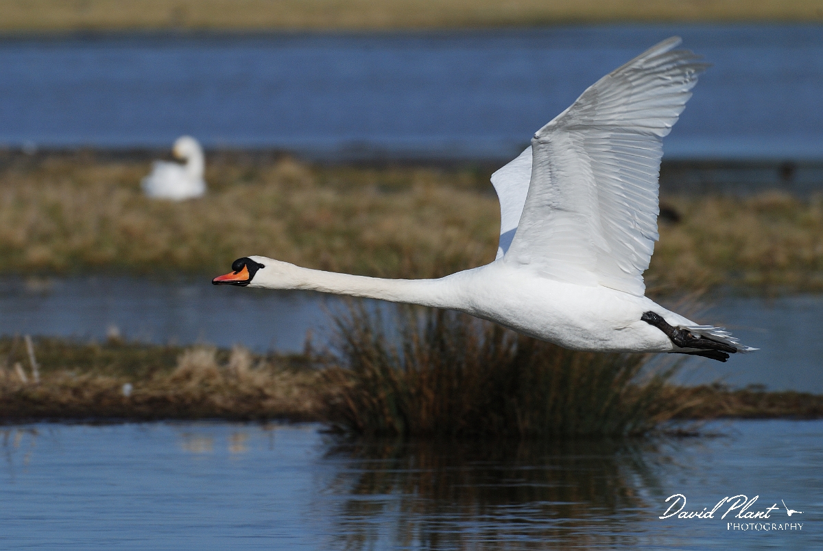 David Plant Photography - Wildlife Photographer - Mute swan in flight - C.jpg - Mute swan in flight - Slimbridge
