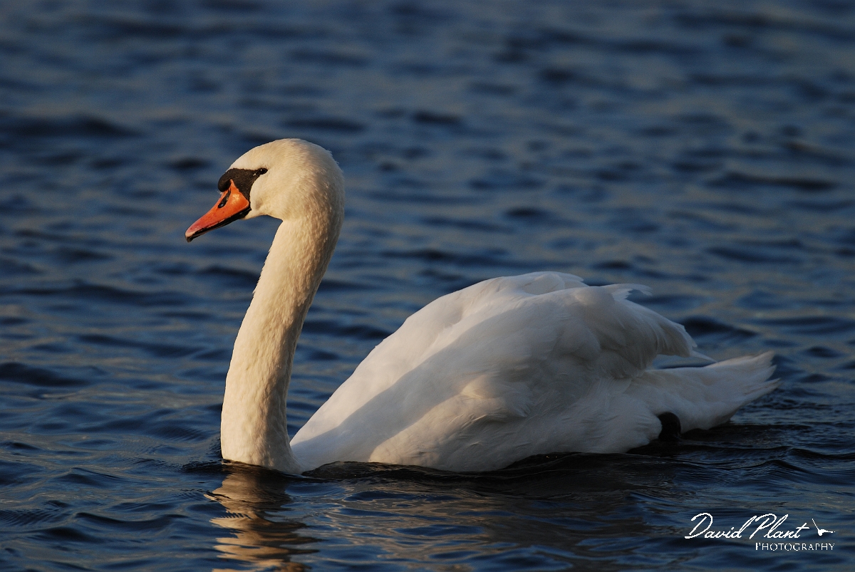 David Plant Photography - Wildlife Photographer - Mute swan male - H.JPG - Mute swan - Welney