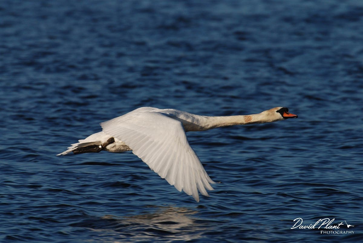 David Plant Photography - Wildlife Photographer - Mute swan male in flight - G.jpg - Mute swan male in flight - Welney