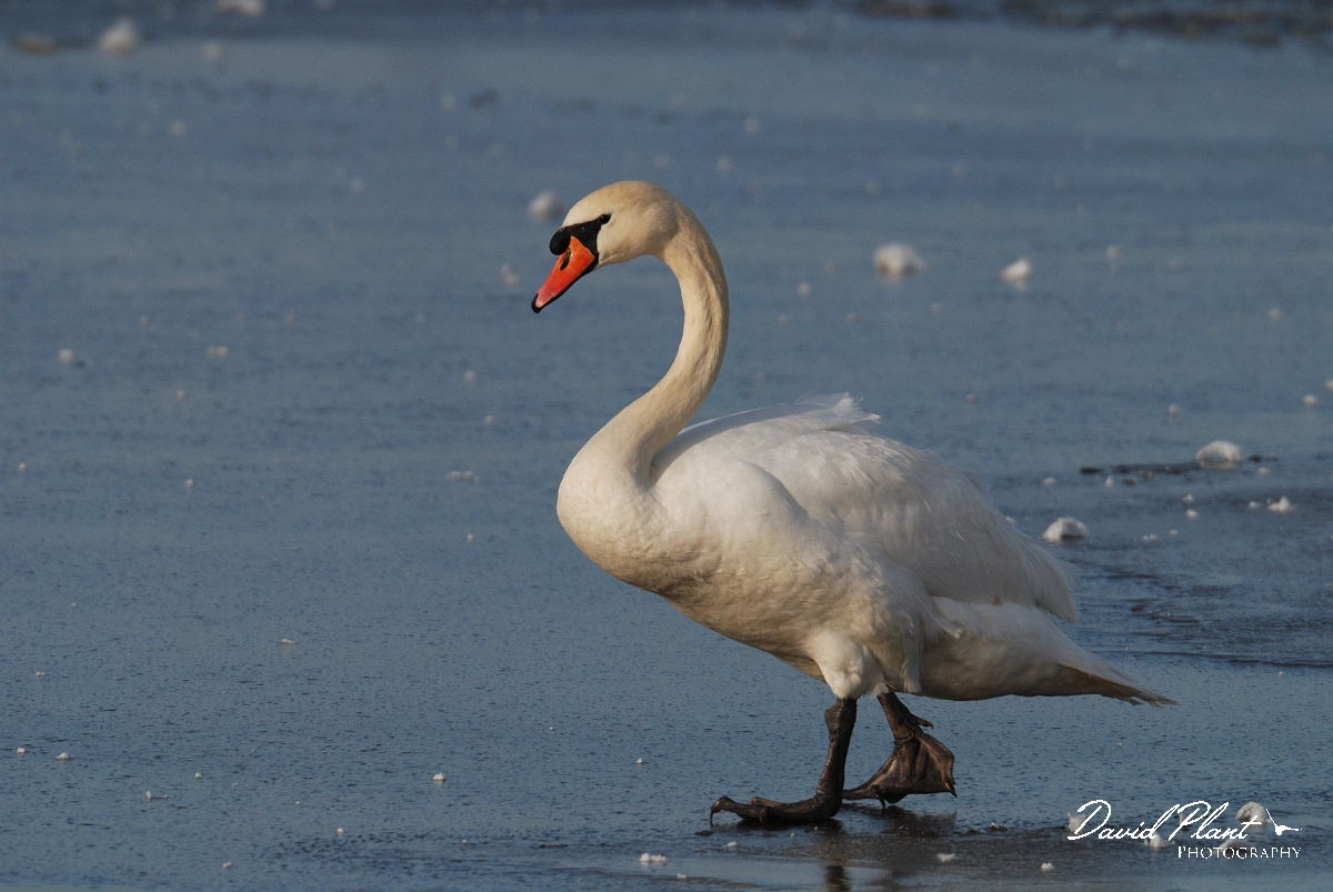David Plant Photography - Wildlife Photographer - Mute swan on ice - K.jpg - Mute swan walking on ice - Welney