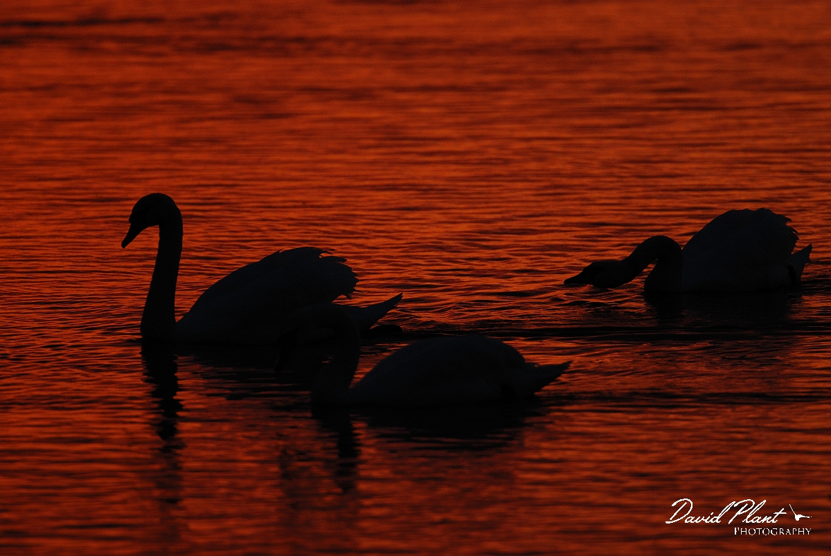 David Plant Photography - Wildlife Photographer - Mute swans at sunset - I.jpg - Mute swan trio at sunset - Welney