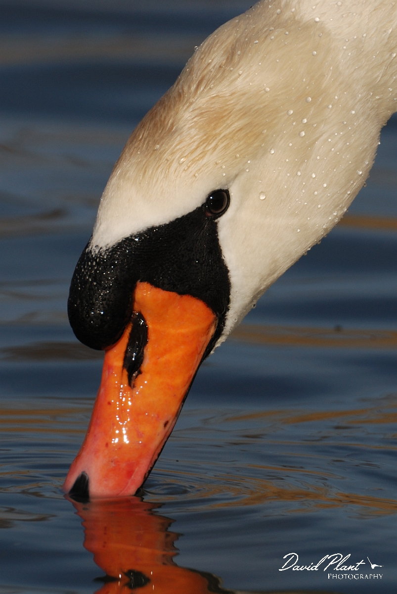 David Plant Photography - Wildlife Photography - Mute swan - N.jpg - Mute swan head - Dorset