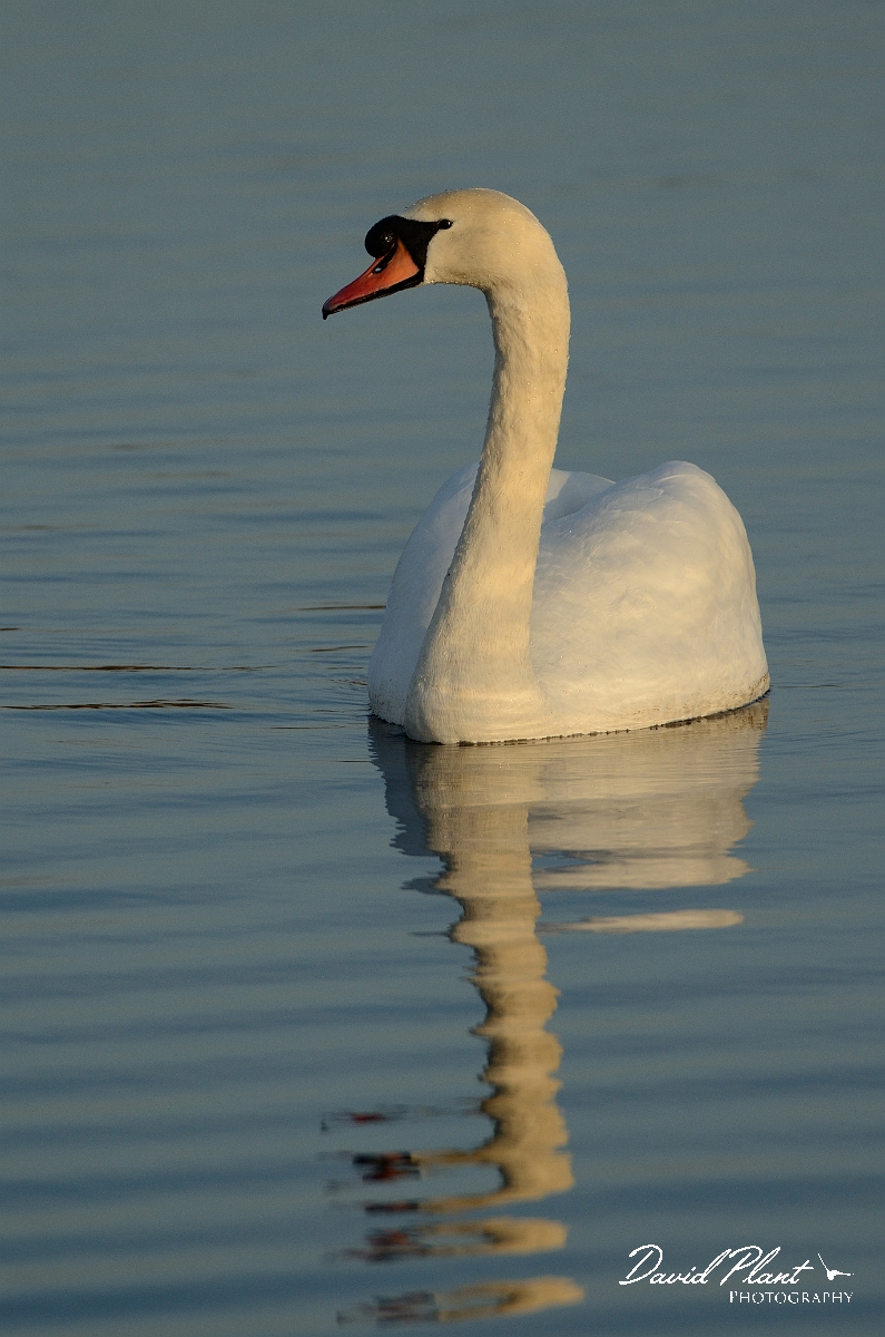 David Plant Photography - Wildlife Photography - Mute swan - O.jpg - Mute swan and reflection - Cambridgeshire