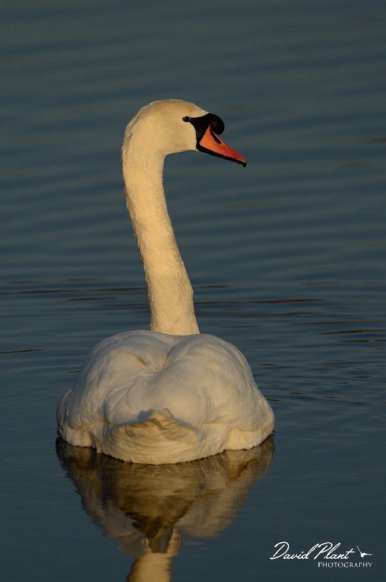 David Plant Photography - Wildlife Photography - Mute swan - P.jpg - Mute swan in yellow light - Cambridgeshire