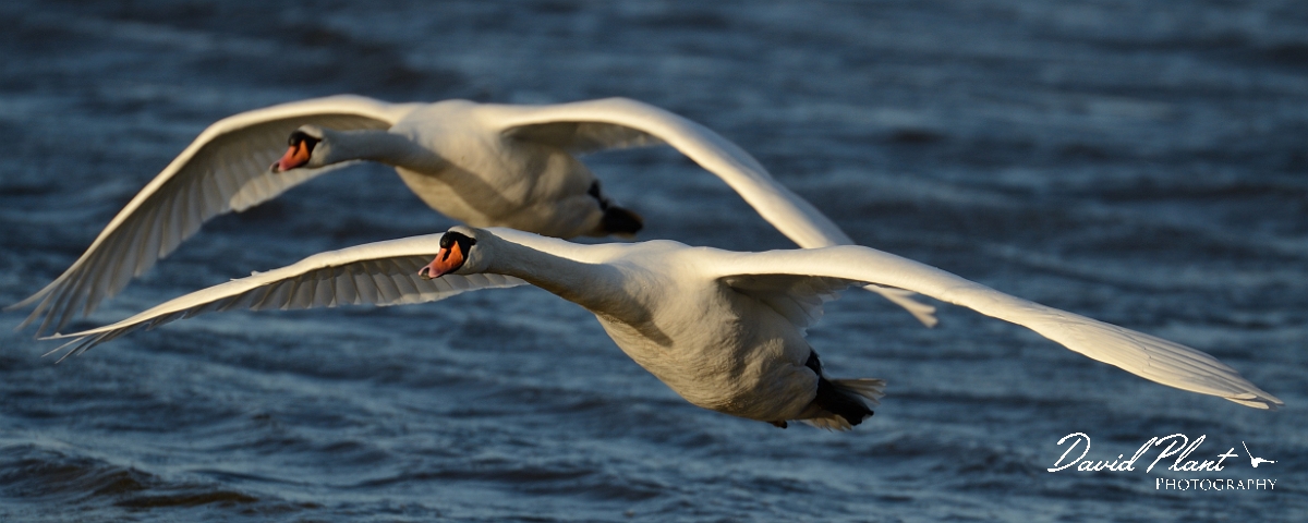 David Plant Photography - Wildlife Photography - Mute swan - Q.jpg - Mute swan pair in flight - Welney