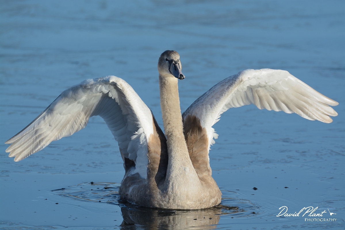 David Plant Photography - Wildlife Photography - Mute swan - R.jpg - Mute swan juvenile landing through ice - Cambridgeshire