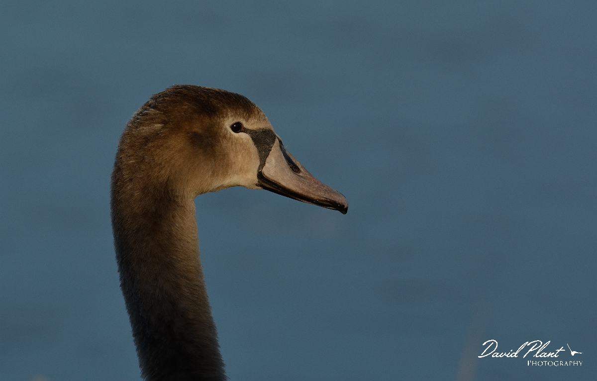David Plant Photography - Wildlife Photography - Mute swan - S.jpg - Mute swan juvenile head - Cambridgeshire