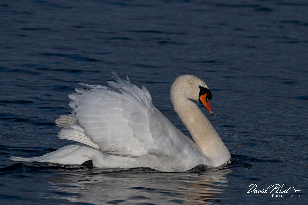 David Plant Photography - Wildlife Photography - Mute swan - T.jpg - Mute swan - Cambridgeshire