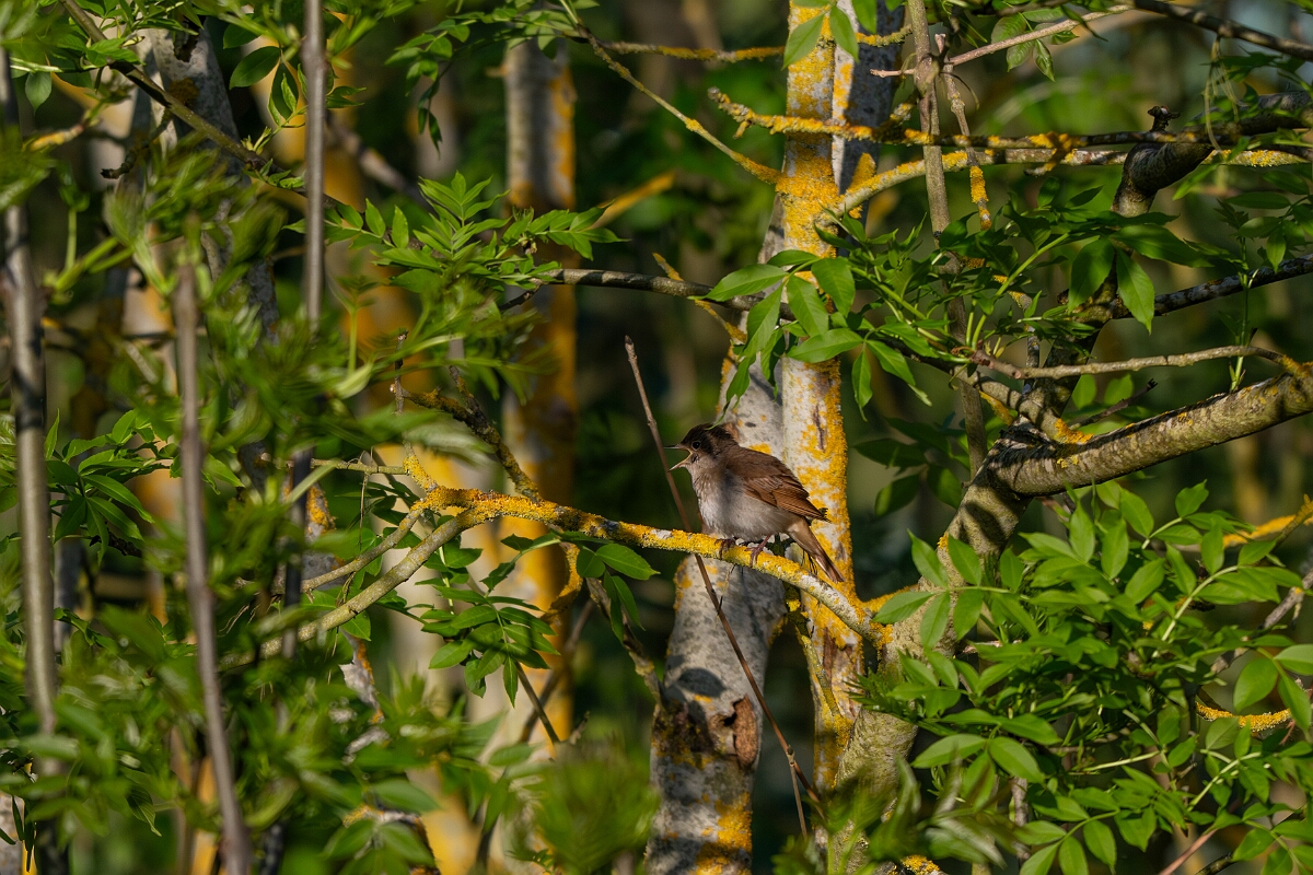 David Plant Photography - Wildlife Photography - Nightingale - C.jpg - Nightingale - Cambridgeshire