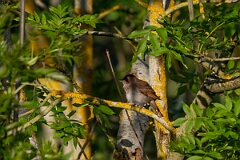 David Plant Photography - Wildlife Photography - Nightingale - A