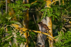 David Plant Photography - Wildlife Photography - Nightingale - D