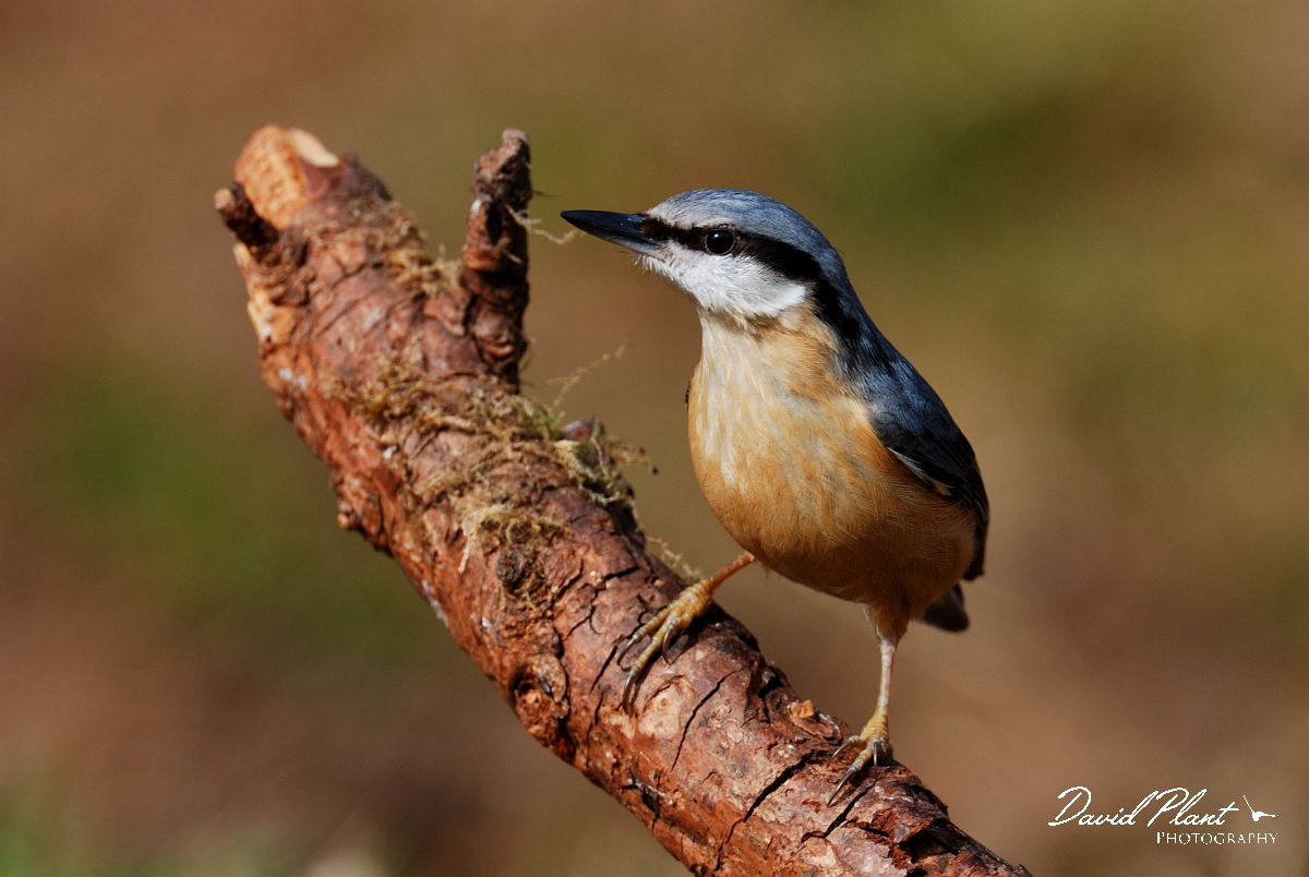 David Plant Photography - Wildlife Photographer - Nuthatch - C.jpg - Nuthatch - Forest of Dea