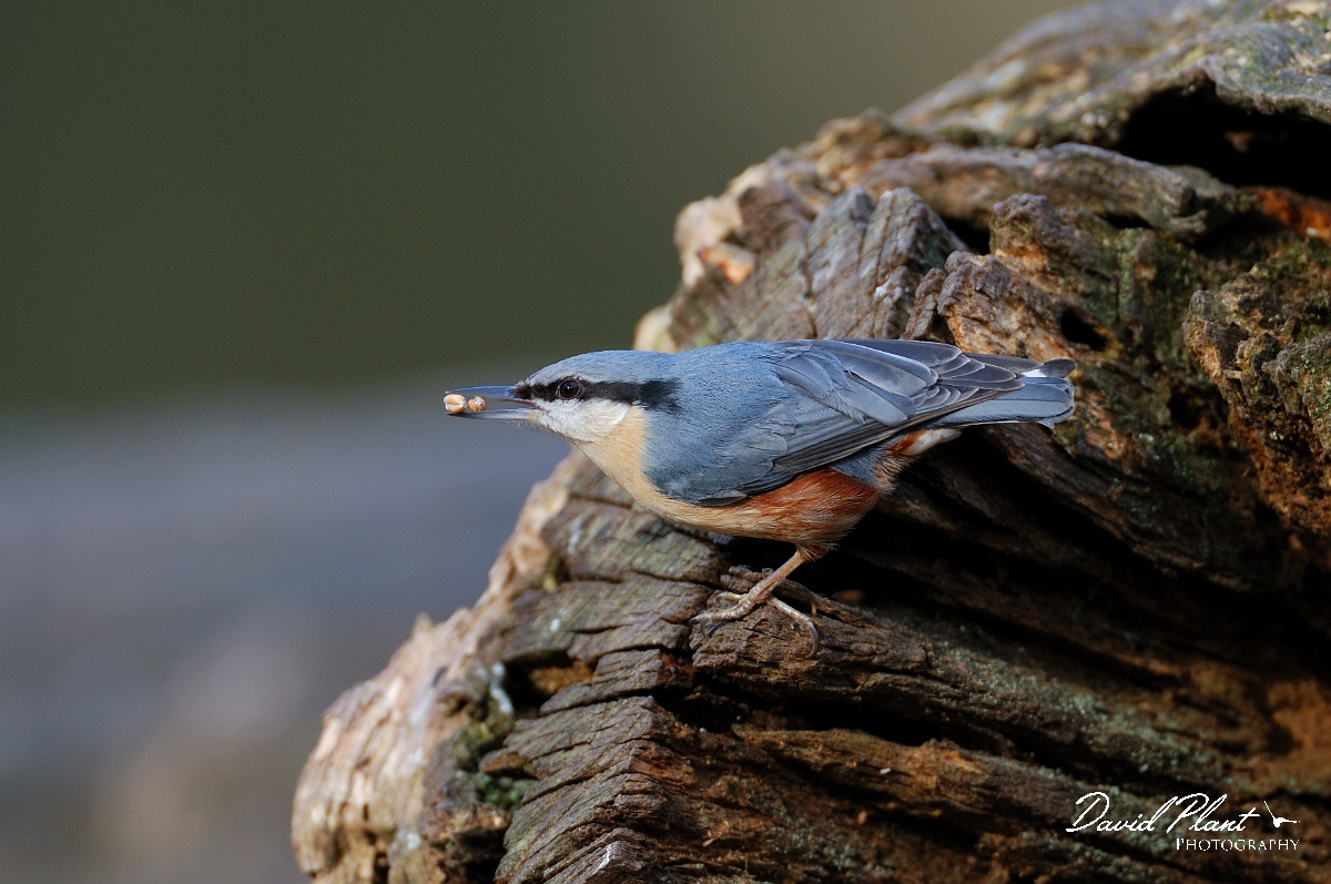 David Plant Photography - Wildlife Photographer - Nuthatch - E.jpg - Nuthatch - Forest of Dean
