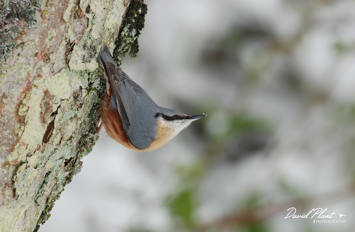 David Plant Photography - Wildlife Photographer - Nuthatch - I.jpg - Nuthatch - Gloucestershire