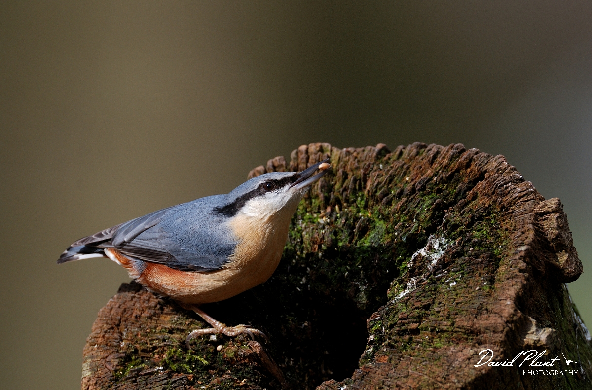 David Plant Photography - Wildlife Photographer - Nuthatch - M.jpg - Nuthatch - Forest of Dean